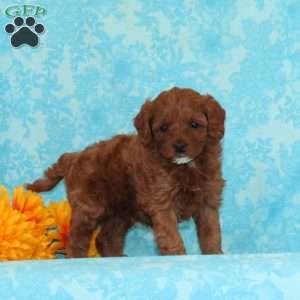 Cookies and Cream, Cavapoo Puppy
